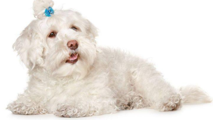 马尔济斯犬丁丁长度的图片 马尔济斯犬丁丁长度的图片