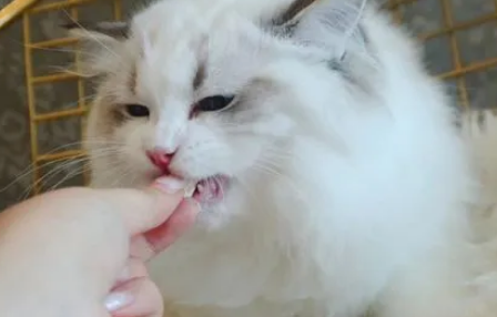 卡斯普猫条布偶猫可以吃吗