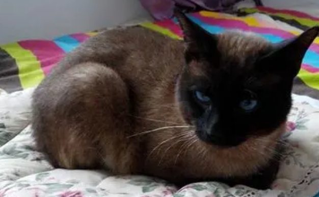 纯黑色暹罗猫3000贵吗