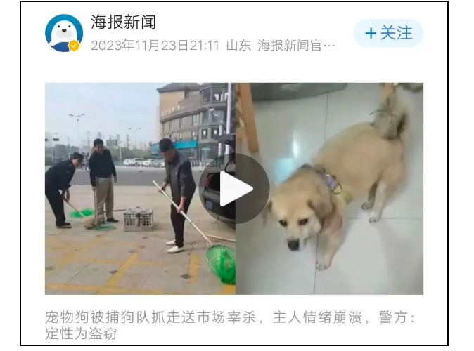 狗狗被捕狗队偷走送市场宰杀，狗主人”