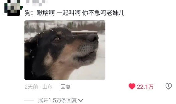 笑死!雪橇犬车队堵车,前面的狗骂街,后面的狗内讧,场面一度大混乱哈哈哈 笑死!雪橇犬车队堵车,前面的狗骂街,后面的狗内讧,场面一度大混乱哈哈哈