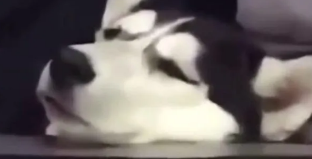 主人说带哈士奇去吃鸡,结果来到网吧后,二哈生无可恋了 主人说带哈士奇去吃鸡,结果来到网吧后,二哈生无可恋了