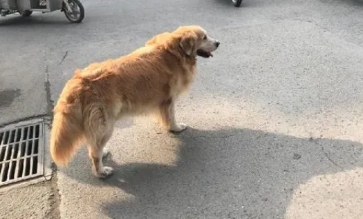 身边的民法典｜宠物狗放在公共区域丢了 饲养人自行承担责任