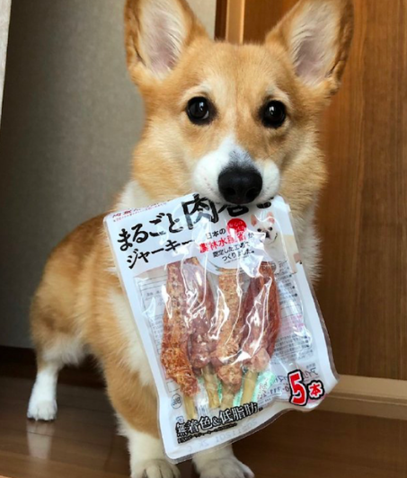 柯基把藏的零食叼了出来,可怜楚楚地看着主人:咱各一半行不? 柯基把藏的零食叼了出来,可怜楚楚地看着主人:咱各一半行不?