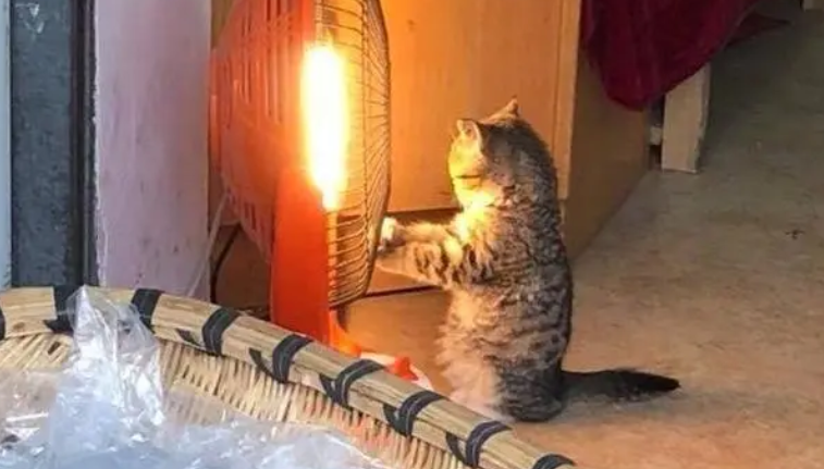 杂货店里的小猫咪，太懂事了，这么冷的天还在帮家里看店！