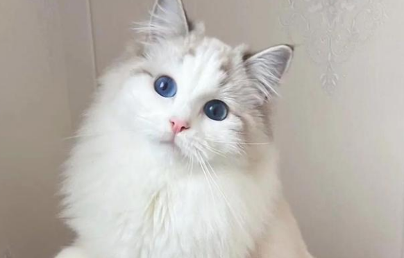 养猫要办猫证吗 养猫要办猫证吗