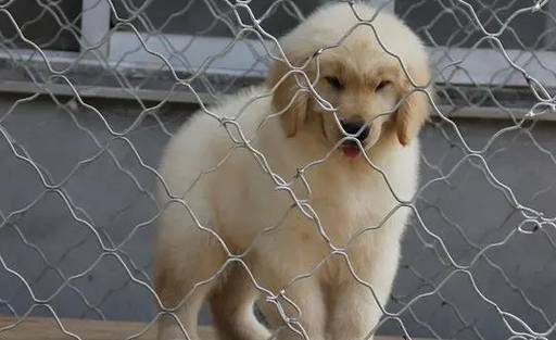 江苏阜宁回应狗场犬只声带被割:犬舍已拆除 犬只被领养 江苏阜宁回应狗场犬只声带被割:犬舍已拆除 犬只被领养