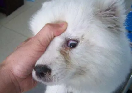 弱阳性犬瘟能自愈吗 弱阳性犬瘟能自愈吗