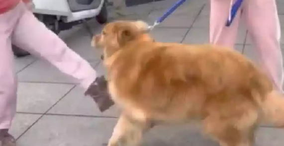 大妈不满阿姨养大型犬金毛，怕吓到孩子，上去就踢狗狗一脚