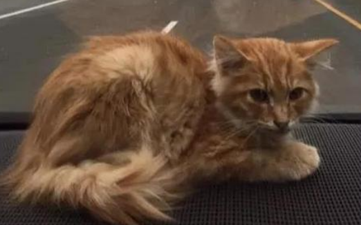 一句话哀悼去世的猫咪 一句话哀悼去世的猫咪