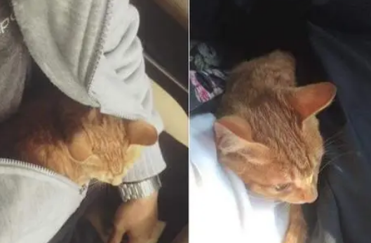 男子去厕所,看到一只只猫陆续从窗户爬进来,毫不客气进客厅休息 男子去厕所,看到一只只猫陆续从窗户爬进来,毫不客气进客厅休息