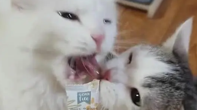 两只猫抢食物吃,接下来的动作令人笑喷,猫:哎,咬到我舌头了 两只猫抢食物吃,接下来的动作令人笑喷,猫:哎,咬到我舌头了