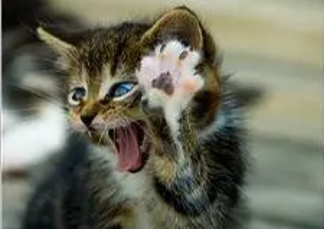 小猫咪挠人怎么办