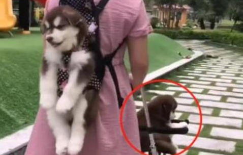 女主人一口气养了3只阿拉,带出门遛狗就成路人焦点,太拉风了 女主人一口气养了3只阿拉,带出门遛狗就成路人焦点,太拉风了