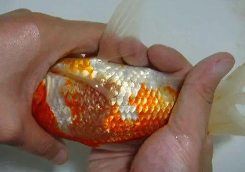 金鱼炸鳞怎么治疗