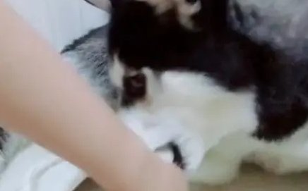 二哈听说狗肉的味道很不错，抱着自己的爪子就啃了起来