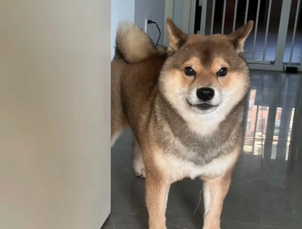 主人偷摸邻居的狗子,回家被柴犬闻出来了…哄不好了哈哈 主人偷摸邻居的狗子,回家被柴犬闻出来了…哄不好了哈哈