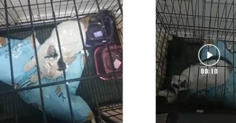 喷乳液、浇开水,小猫遭男子虐待,被人肉后母亲却说:他是弱智 喷乳液、浇开水,小猫遭男子虐待,被人肉后母亲却说:他是弱智