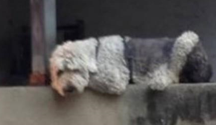 耳聋狗狗被人用石头砸，主人请求不要伤害它，它救过全家人的命
