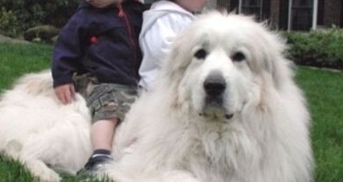 大白熊犬喂什么 别吃有味道和刺激性的东西 大白熊犬喂什么 别吃有味道和刺激性的东西