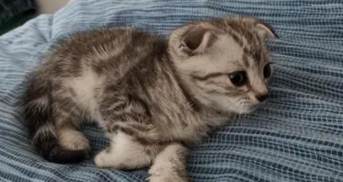 小猫咪怎么喂养