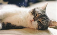 养猫第一天就不想养了