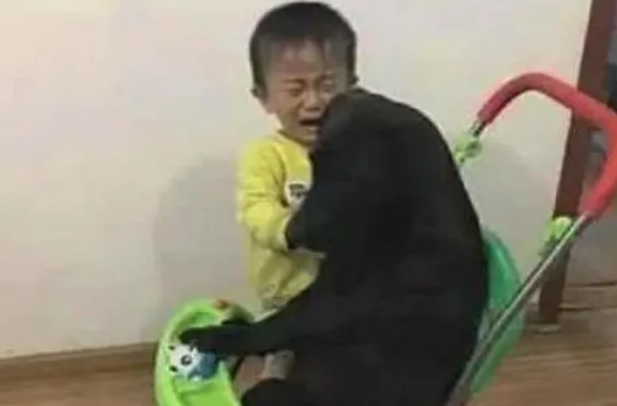 养宠物好处多多,奶爸让柴犬叫娃起床,进屋一看,场面温馨又美好 养宠物好处多多,奶爸让柴犬叫娃起床,进屋一看,场面温馨又美好
