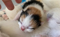 小猫多大不喝奶了