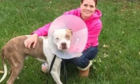 比特犬被绑在树边不能吃喝,眼神中只有绝望,被救后重拾笑容 比特犬被绑在树边不能吃喝,眼神中只有绝望,被救后重拾笑容