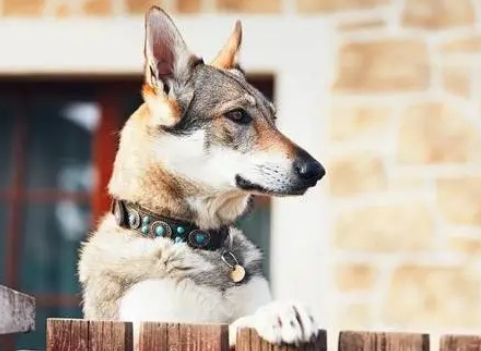 纯种捷克狼犬多少钱一条
