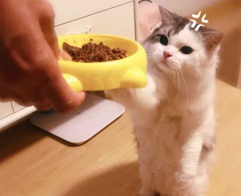 小猫多少天可以送人