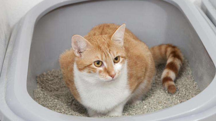 小猫拉稀能自愈吗