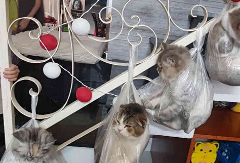 4只肥猫被挂起，刚想吐槽主人，一看他们闯的祸闭嘴了！