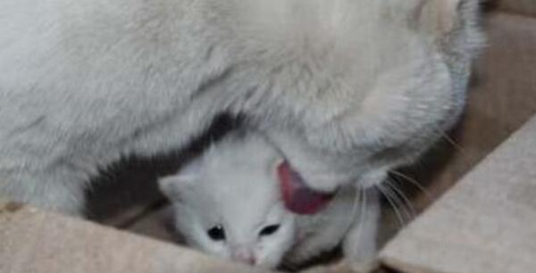 猫主子每天都要去门口草丛的纸箱子旁守着，走近一看，心都暖化了