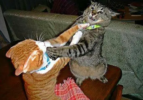 怎么分辨猫咪是打架还是闹着玩 怎么分辨猫咪是打架还是闹着玩