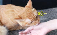 小猫为什么早上舔手咬人