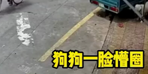 广东大妈见路边有个狗碗，当着狗子面直接拿走，狗狗眼神无助