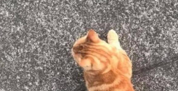 橘猫半路拦截不为吃的,走过来对我喵喵直叫,感觉被这货给碰瓷了 橘猫半路拦截不为吃的,走过来对我喵喵直叫,感觉被这货给碰瓷了