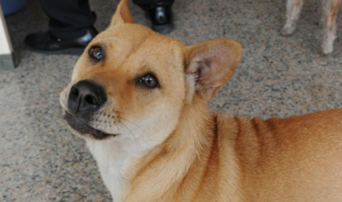 怎么判断狗是否携带狂犬病毒
