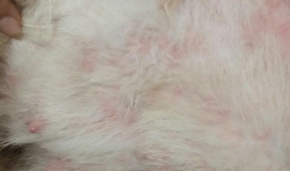 小狗身上有皮癣怎么治用什么药