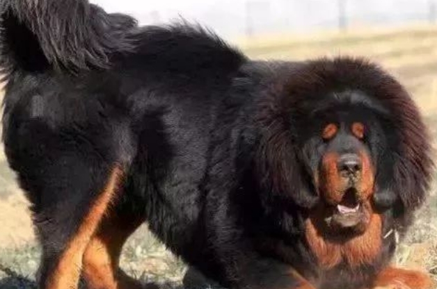 青狼獒和鬼獒,藏獒中的佼佼者,鬼獒更胜一筹 青狼獒和鬼獒,藏獒中的佼佼者,鬼獒更胜一筹