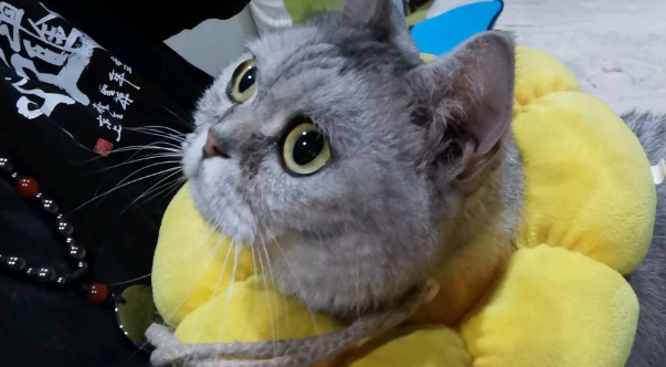 猫狗是不是冤家?看我家猫狗同框有故事 猫狗是不是冤家?看我家猫狗同框有故事