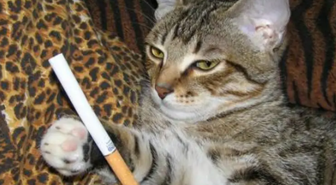 烟味会让猫咪呕吐吗