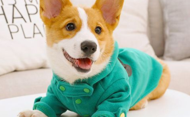 小狗牌子的衣服叫什么