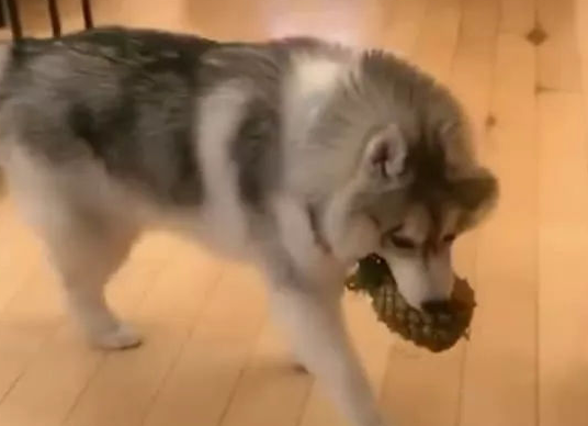 阿拉斯加犬不撕家!宠主:别在家里当搬运工了,做我的小可爱不好吗? 阿拉斯加犬不撕家!宠主:别在家里当搬运工了,做我的小可爱不好吗?