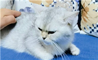 小猫发情有什么解决方法