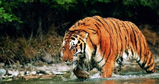祁连山出现的“红狗”是什么动物?被称为猛兽之首,敢猎杀老虎? 祁连山出现的“红狗”是什么动物?被称为猛兽之首,敢猎杀老虎?