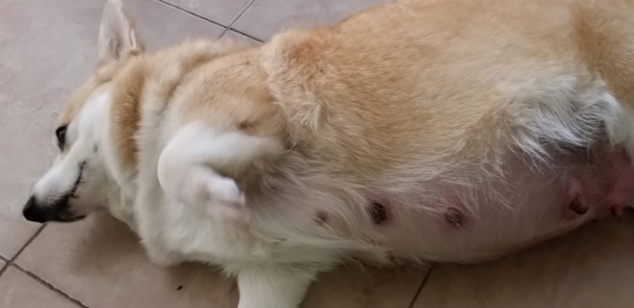 柯基第一窝容易难产吗