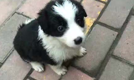 与刚到家的边境牧羊犬斗智斗勇之后,我还是果断的认输了 与刚到家的边境牧羊犬斗智斗勇之后,我还是果断的认输了