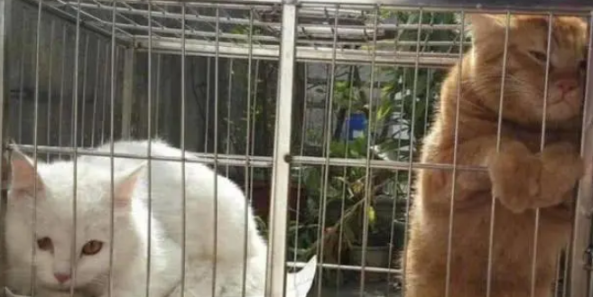 橘猫吼了小白猫后,反而自己委屈了起来,真是一言不合就飙戏 橘猫吼了小白猫后,反而自己委屈了起来,真是一言不合就飙戏
